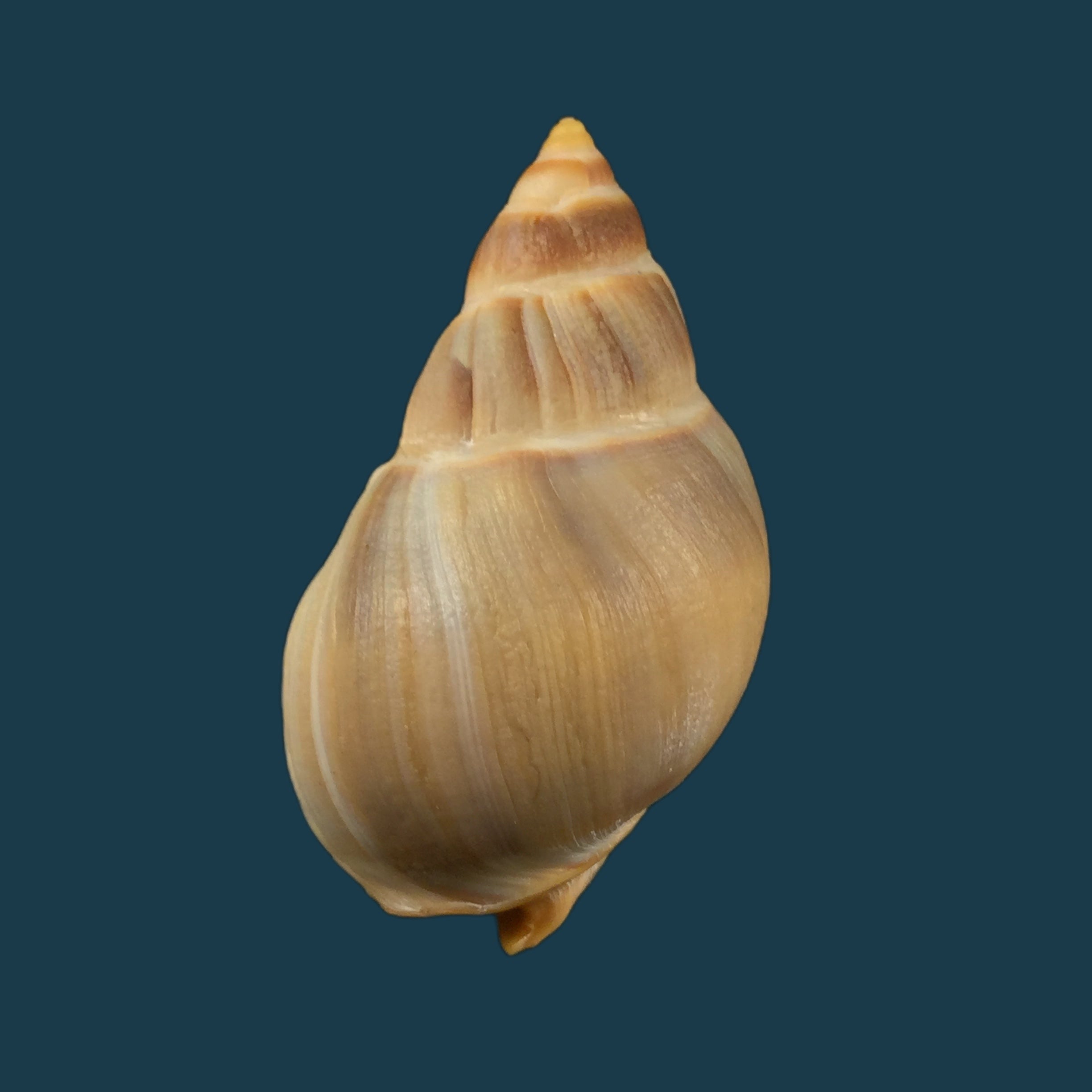 Buccinanops globulosus (Kiener, 1834) - 51,4mm