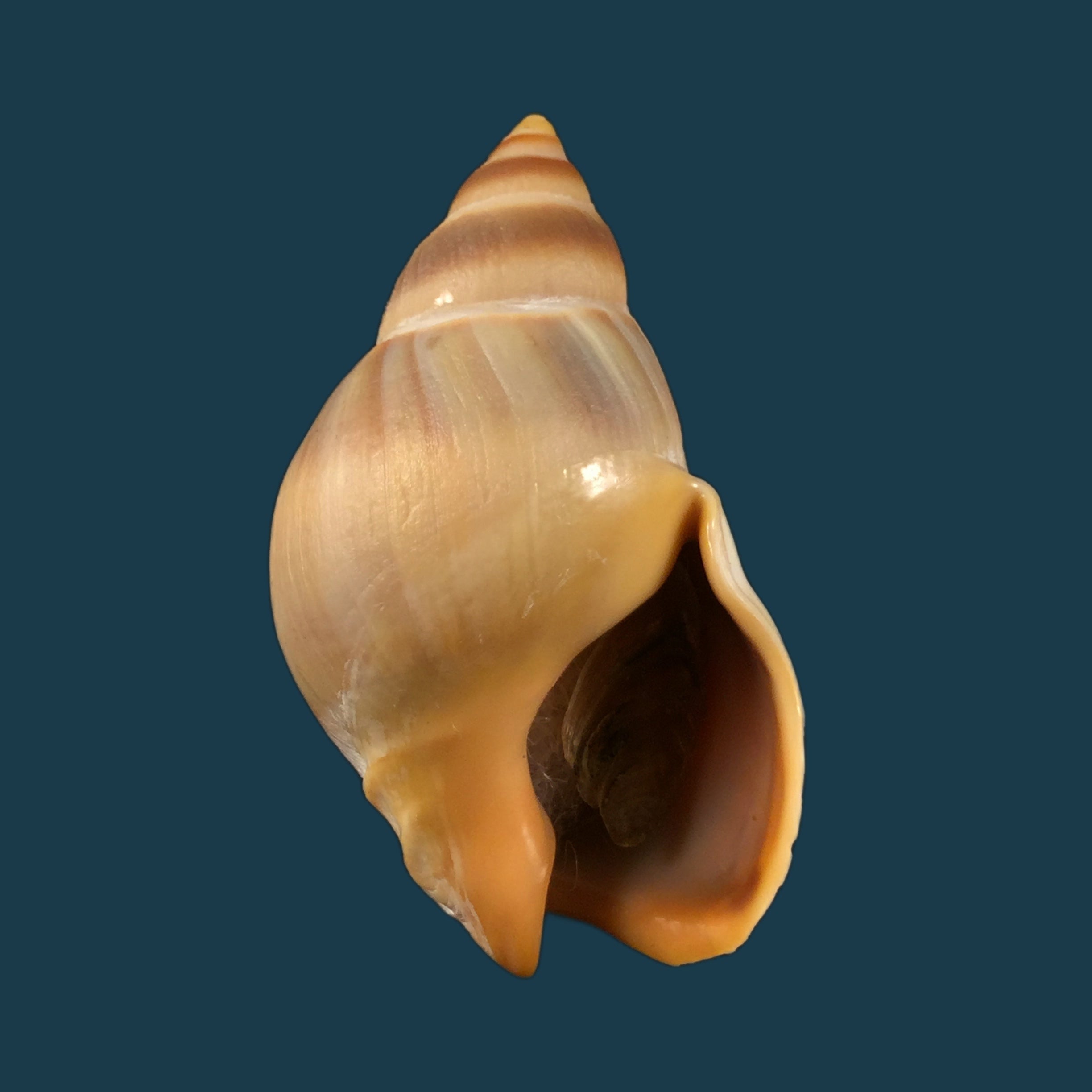 Buccinanops globulosus (Kiener, 1834) - 51,4mm