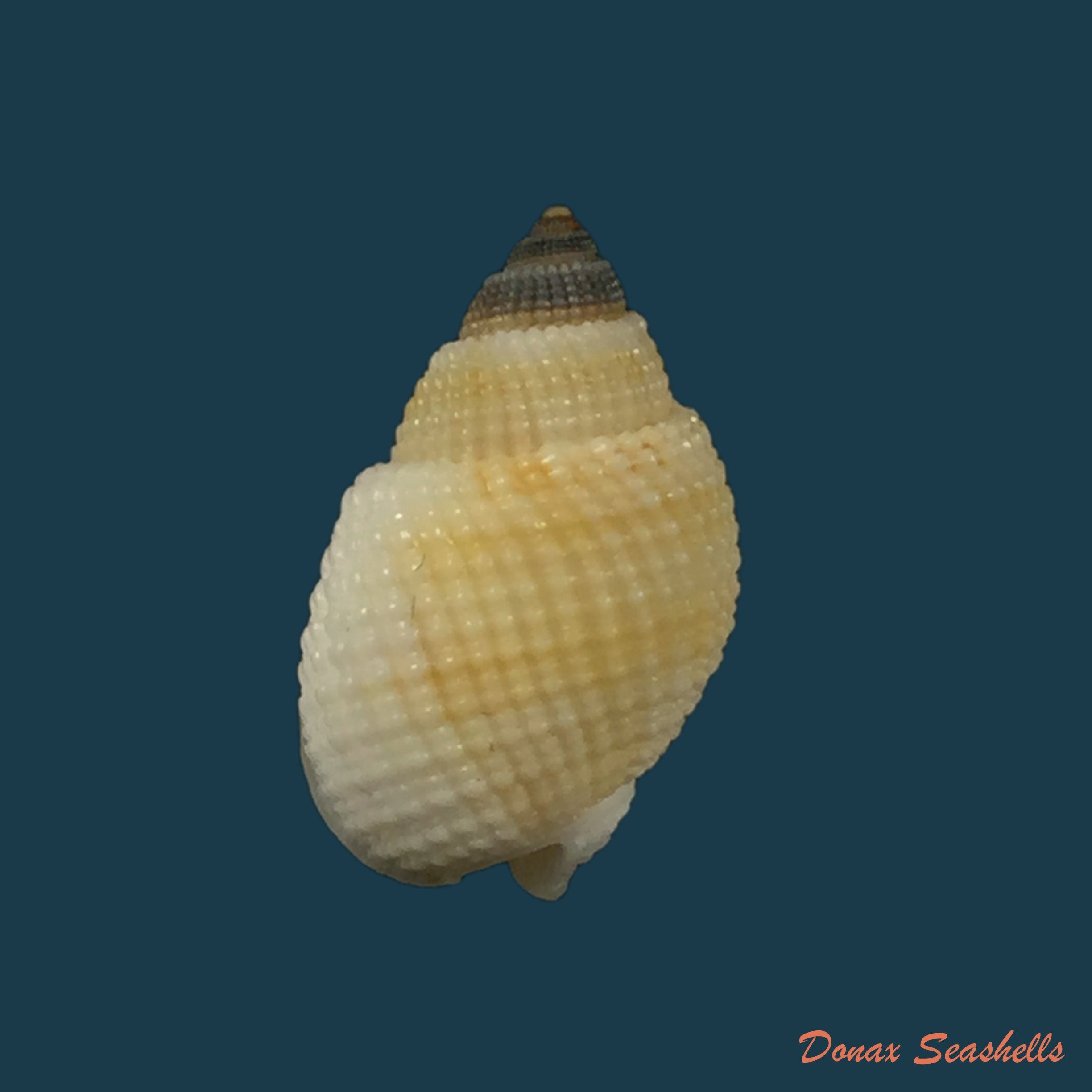 copia-de-nassarius-albescens-dunker-1846-14-7mm