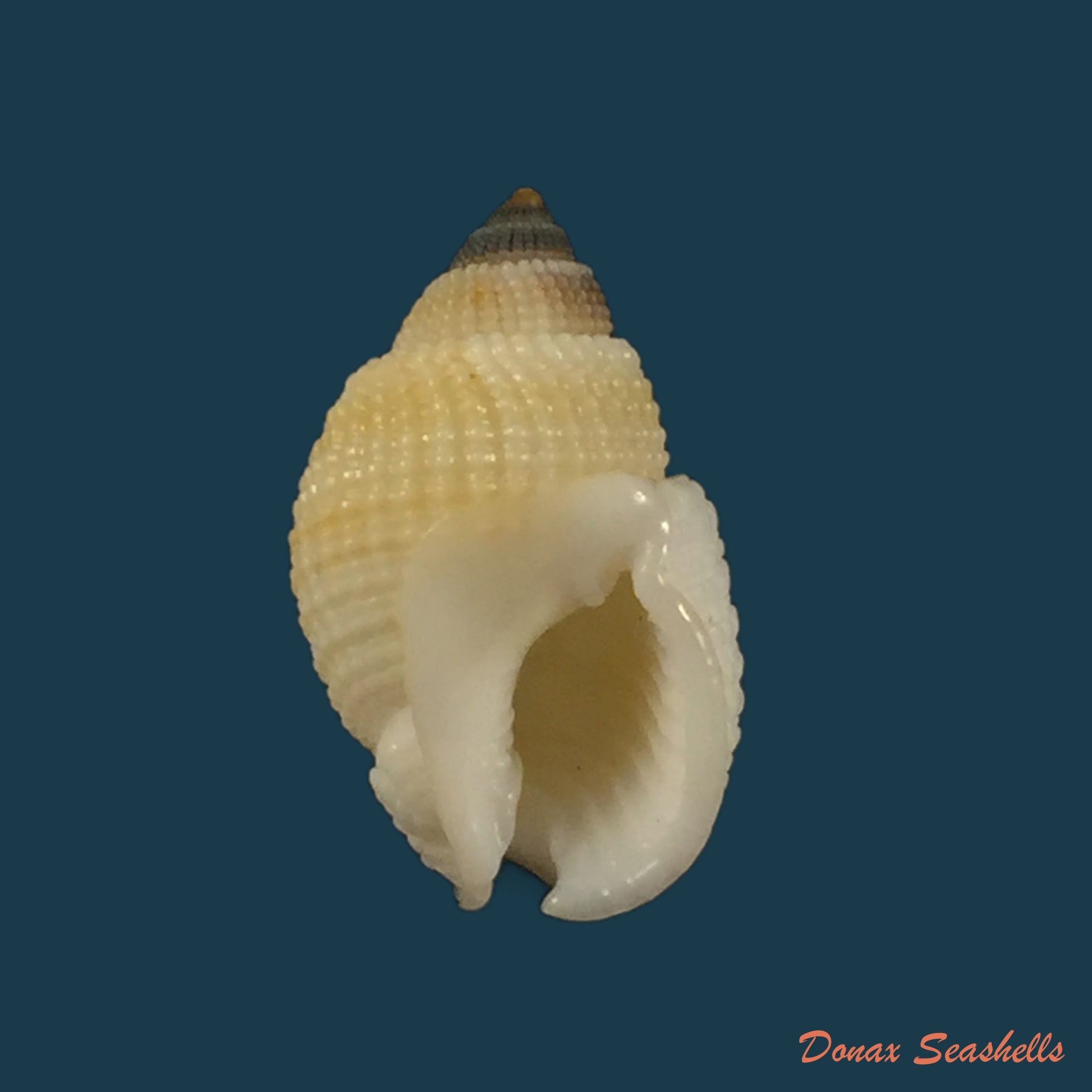 copia-de-nassarius-albescens-dunker-1846-14-7mm