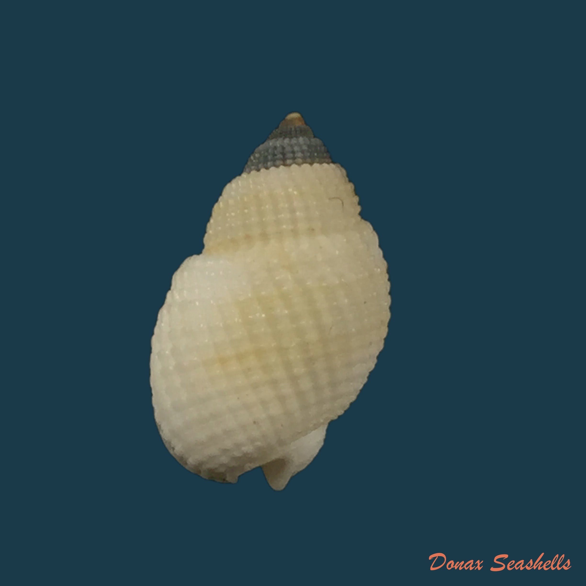 copia-de-nassarius-albescens-dunker-1846-15-3mm