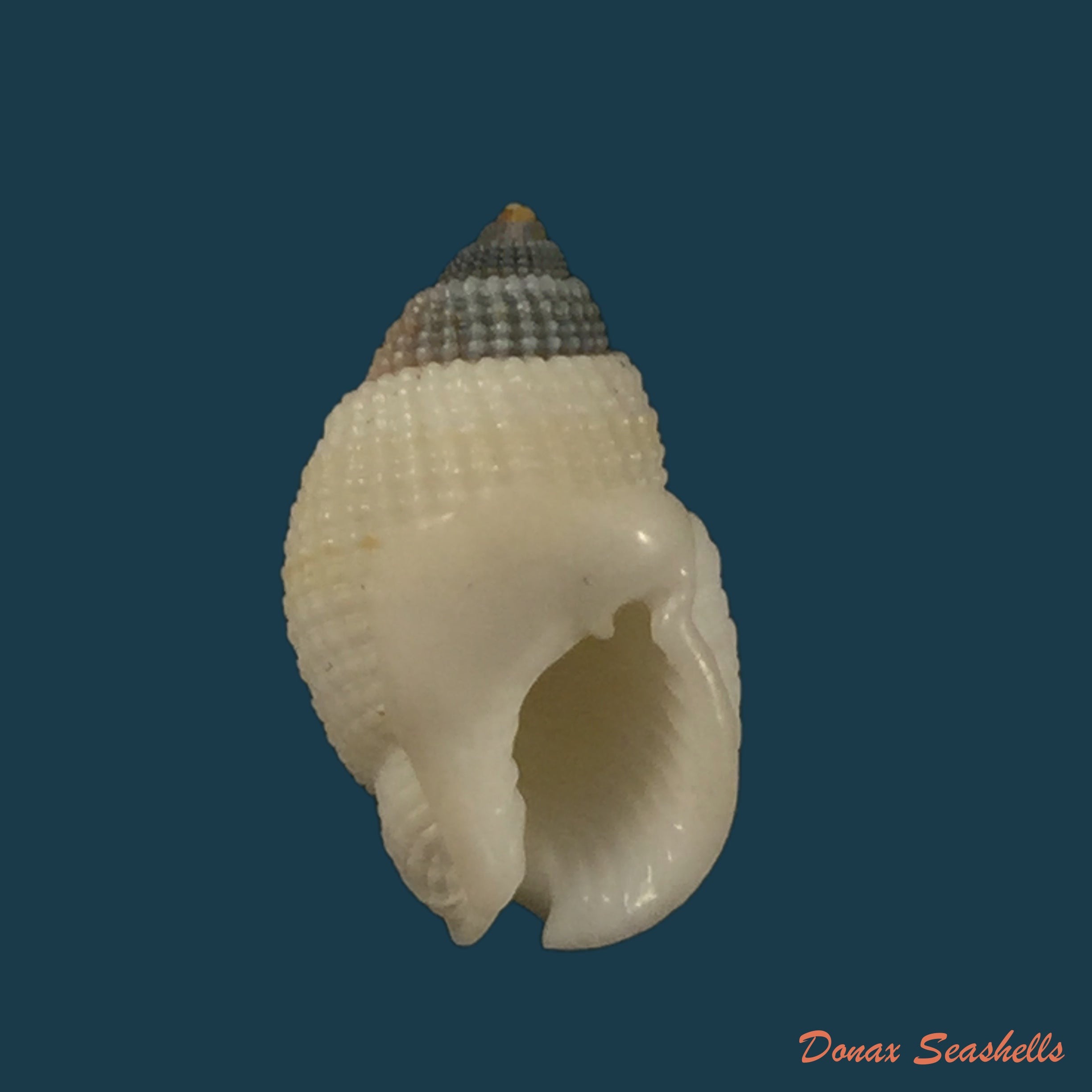 copia-de-nassarius-albescens-dunker-1846-15-3mm