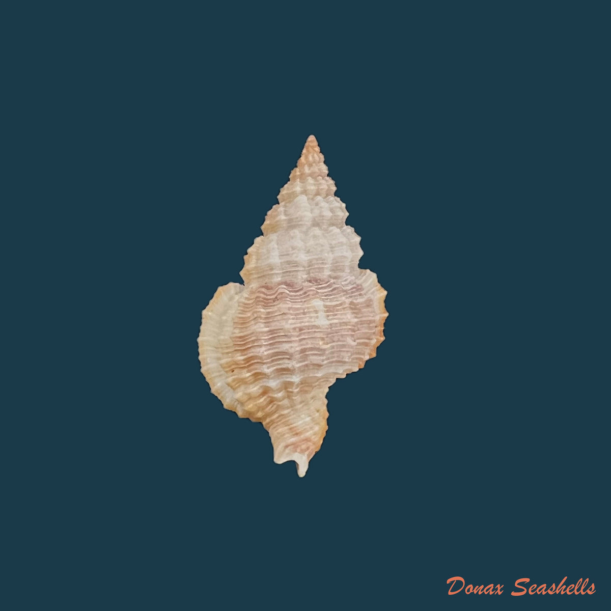 copia-de-nassarius-argenteus-marrat-1877-6mm