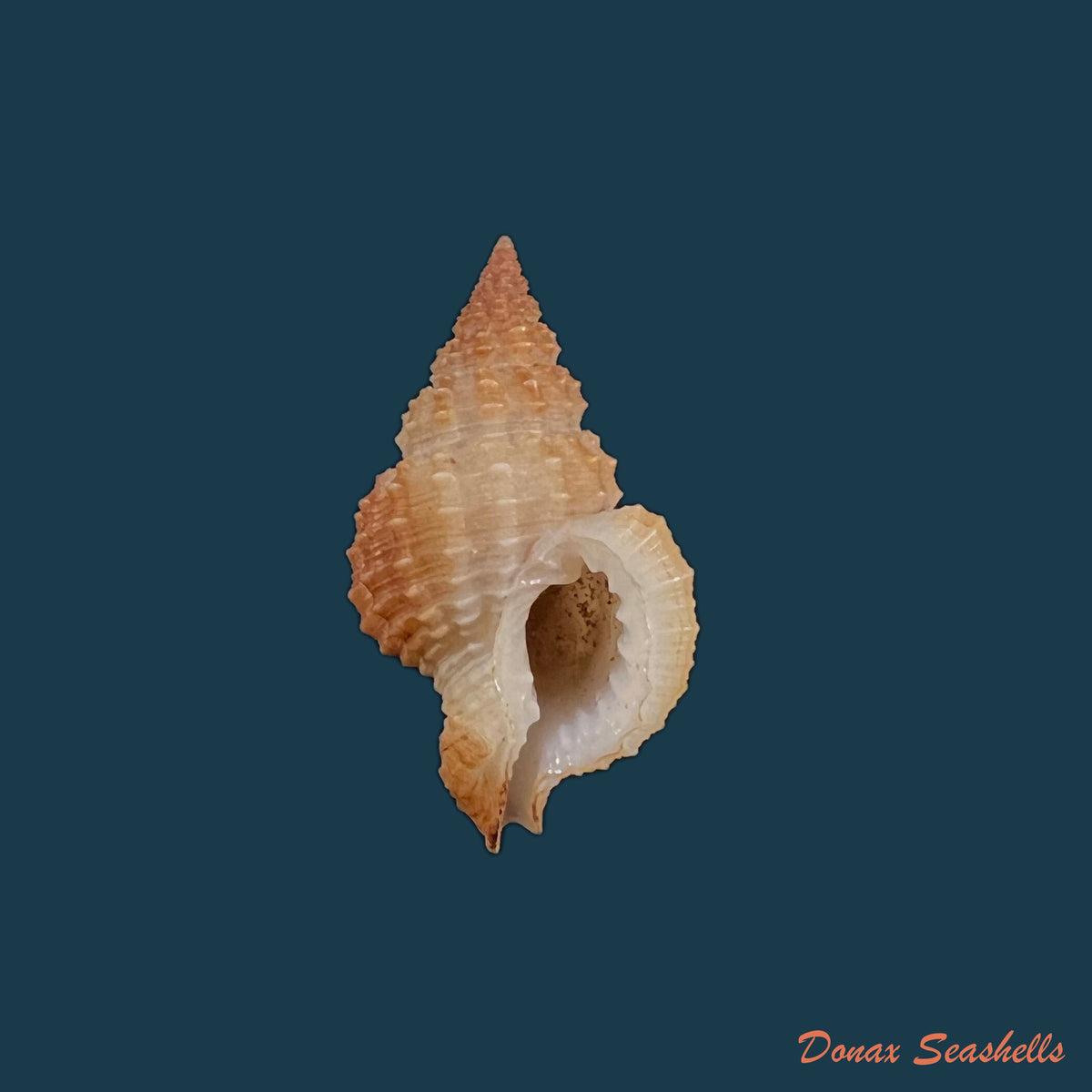 copia-de-nassarius-argenteus-marrat-1877-6mm