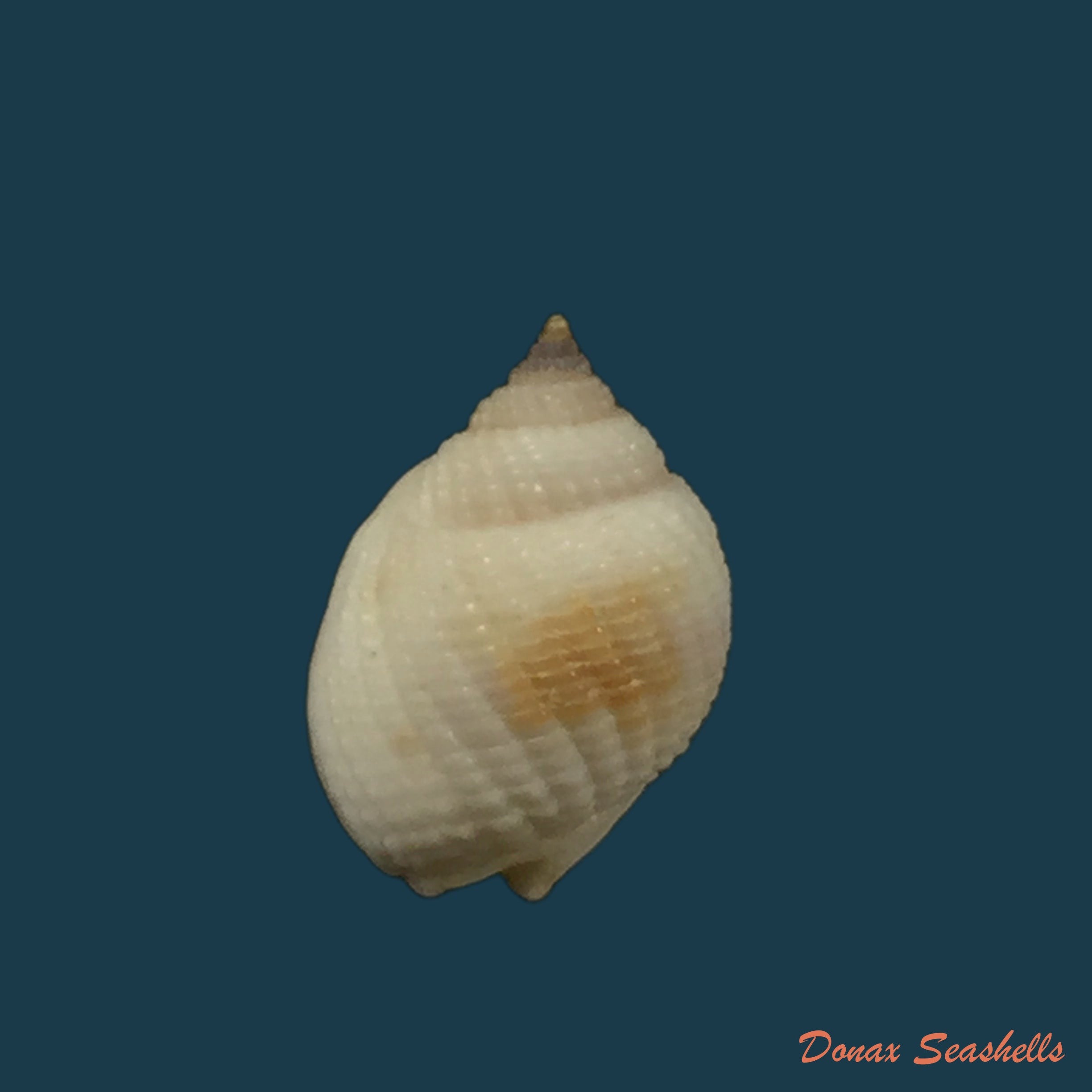 copia-de-nassarius-globosus-quoy-gaimard-1833-12-1mm