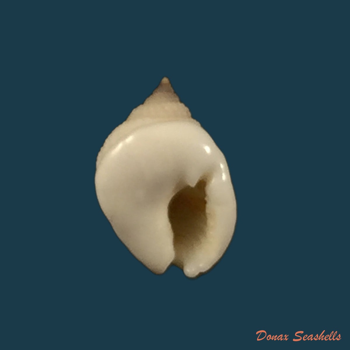 copia-de-nassarius-globosus-quoy-gaimard-1833-12-1mm