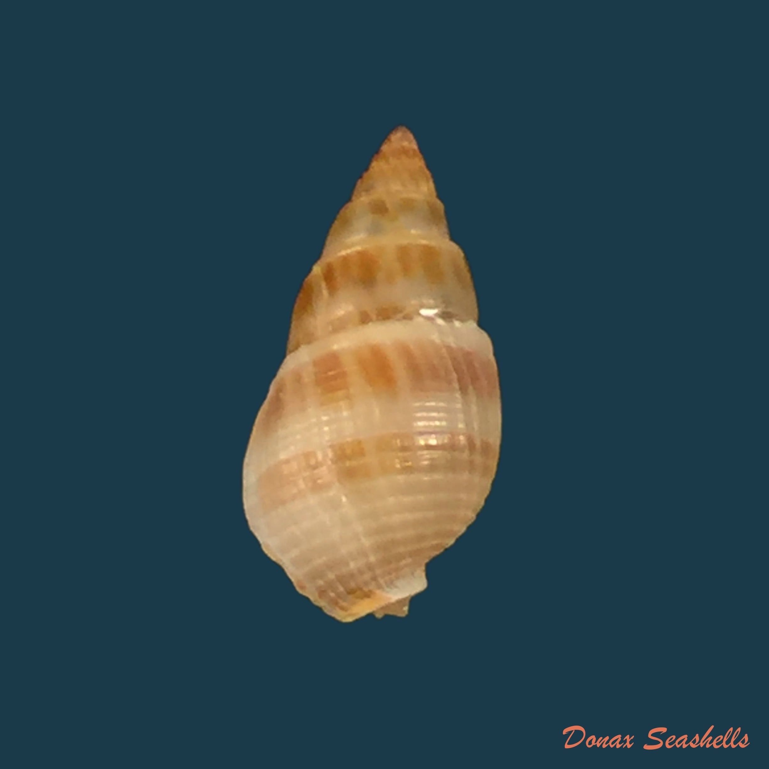 copia-de-nassarius-globosus-quoy-gaimard-1833-13-32mm