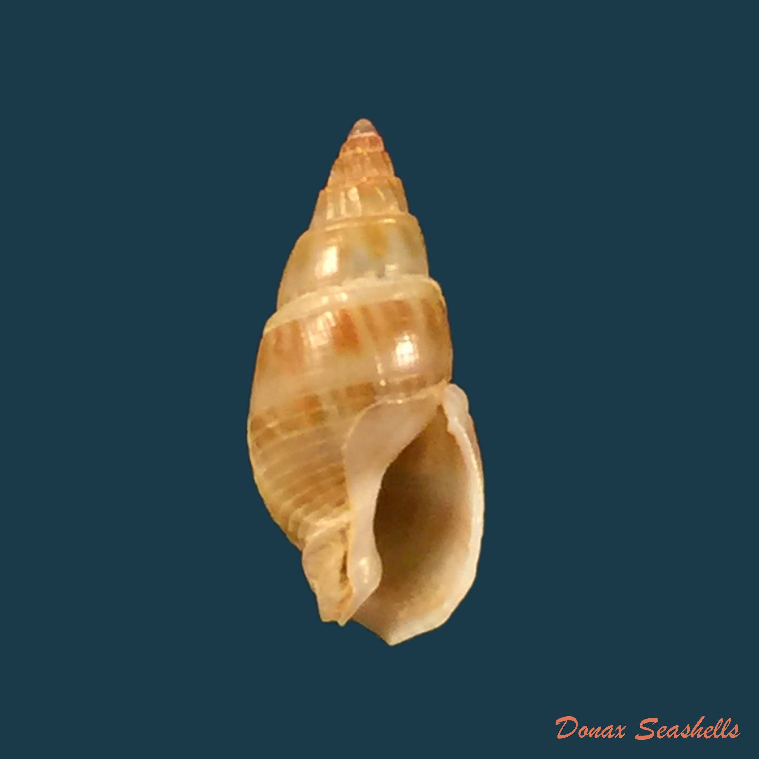 copia-de-nassarius-globosus-quoy-gaimard-1833-13-32mm