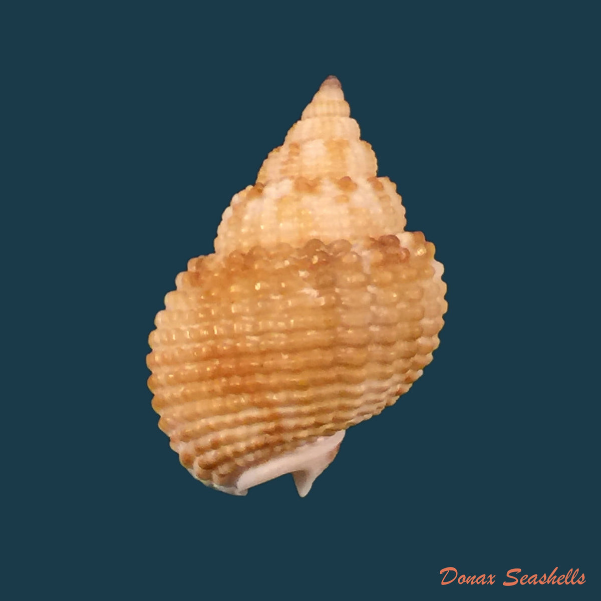 copia-de-nassarius-globosus-quoy-gaimard-1833-13-3mm