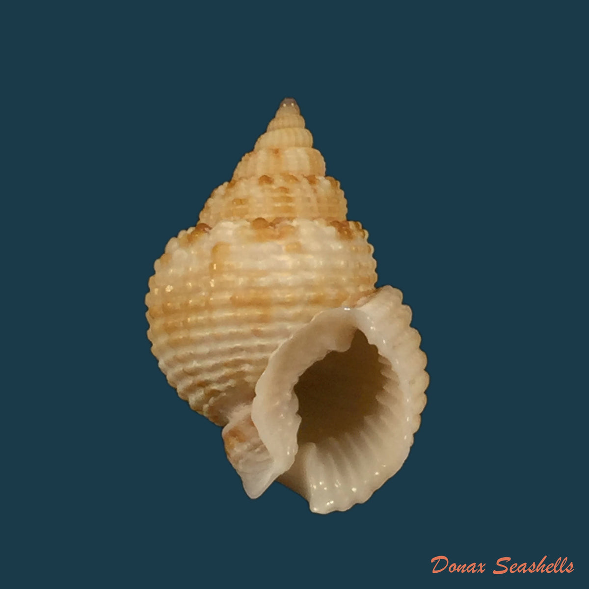copia-de-nassarius-globosus-quoy-gaimard-1833-13-3mm