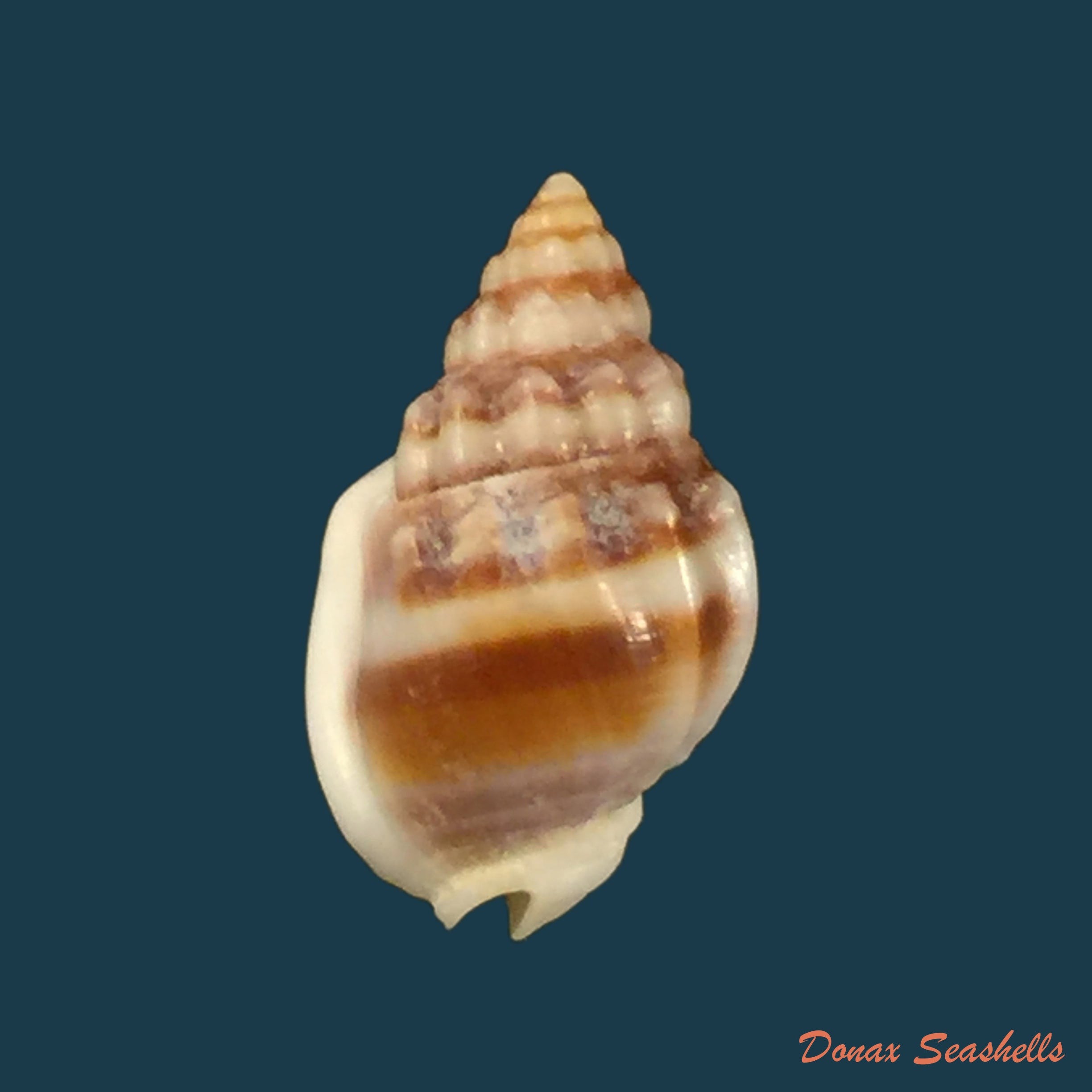 copia-de-nassarius-jacksonianus-quoy-gaimard-1833-13-7mm