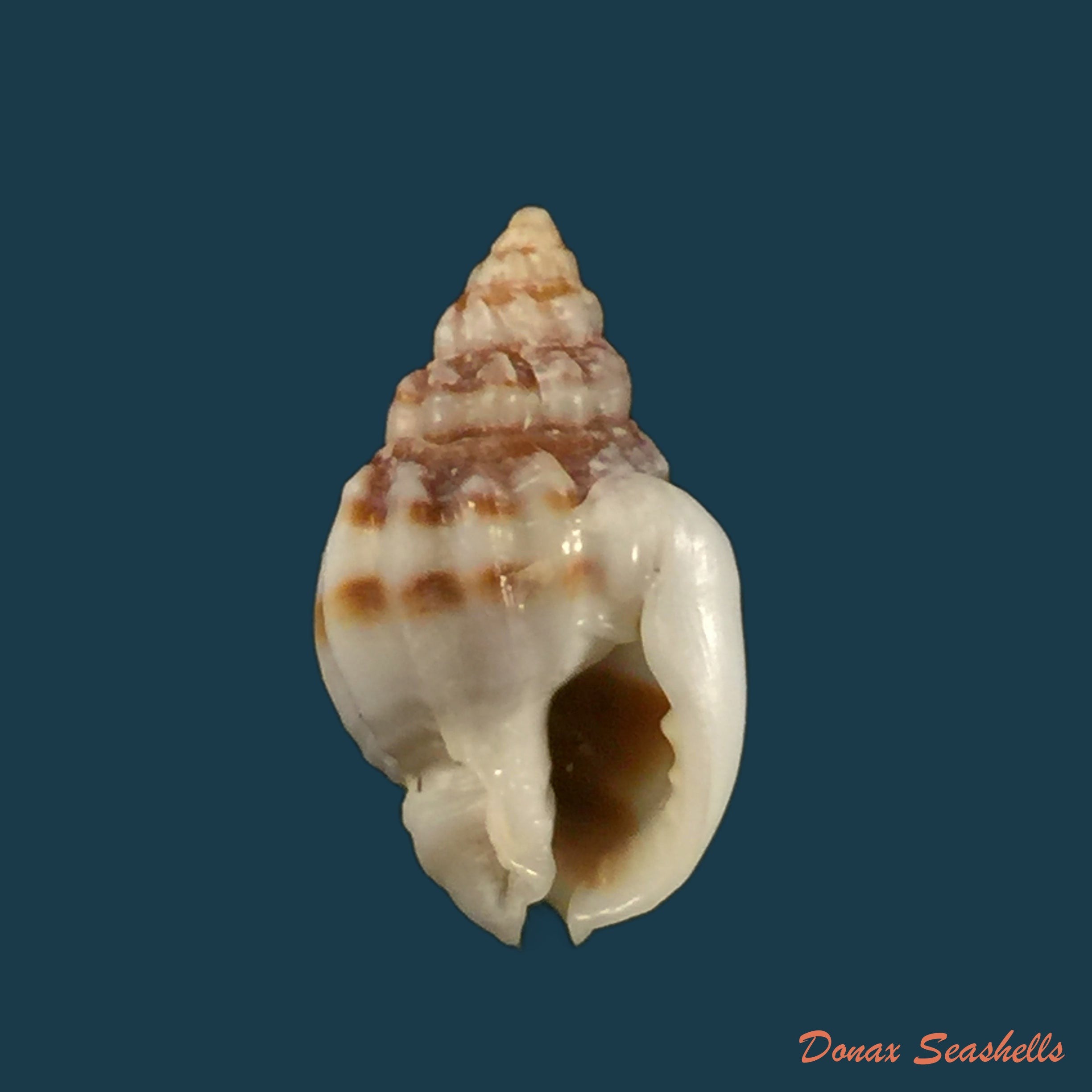 copia-de-nassarius-jacksonianus-quoy-gaimard-1833-13-7mm