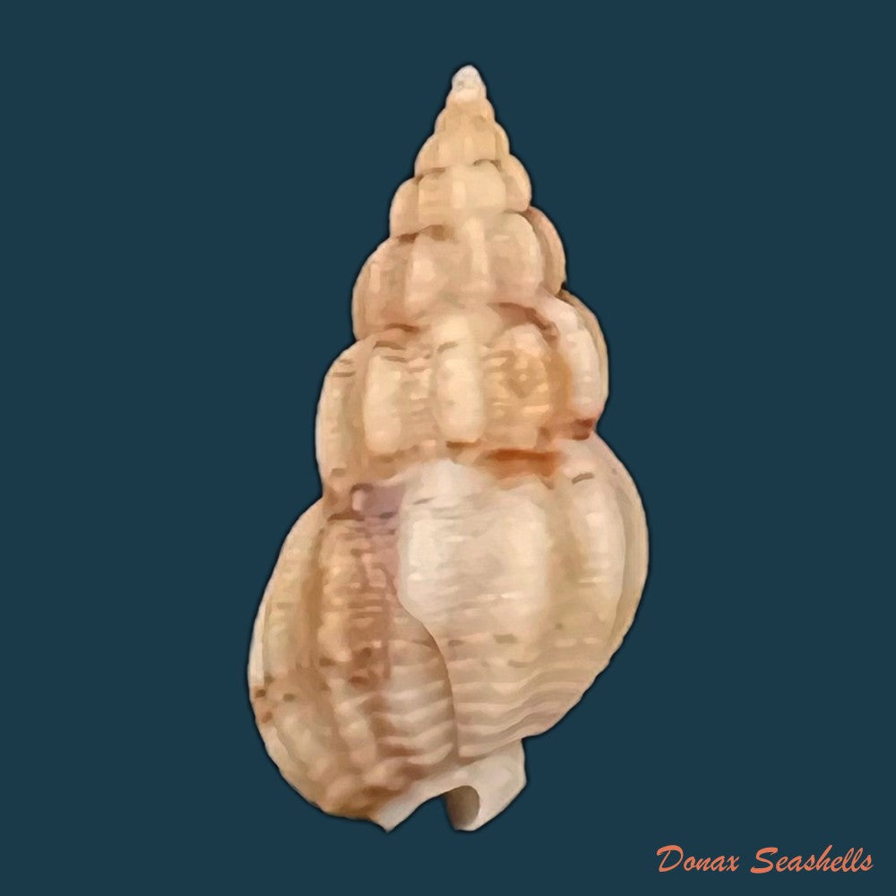 copia-de-nassarius-jacksonianus-quoy-gaimard-1833-14-3mm-1