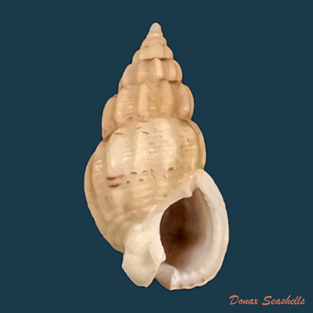 copia-de-nassarius-jacksonianus-quoy-gaimard-1833-14-3mm-1