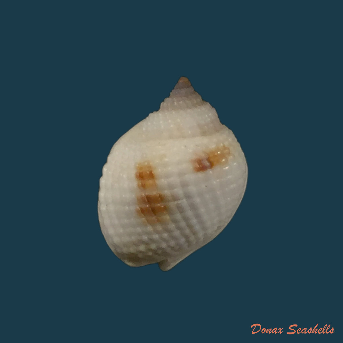copia-de-nassarius-livescens-philippi-1849-23-5mm