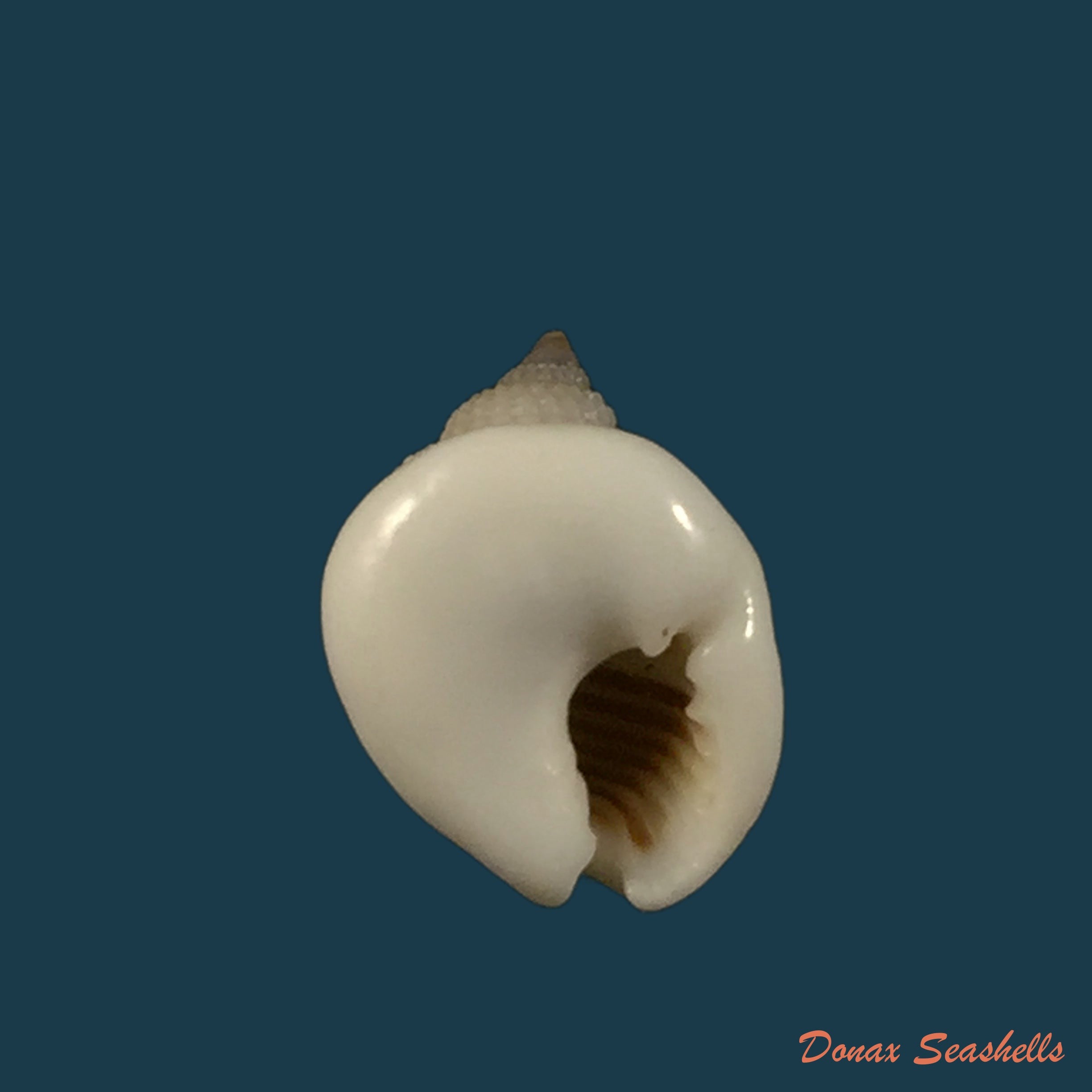 copia-de-nassarius-livescens-philippi-1849-23-5mm