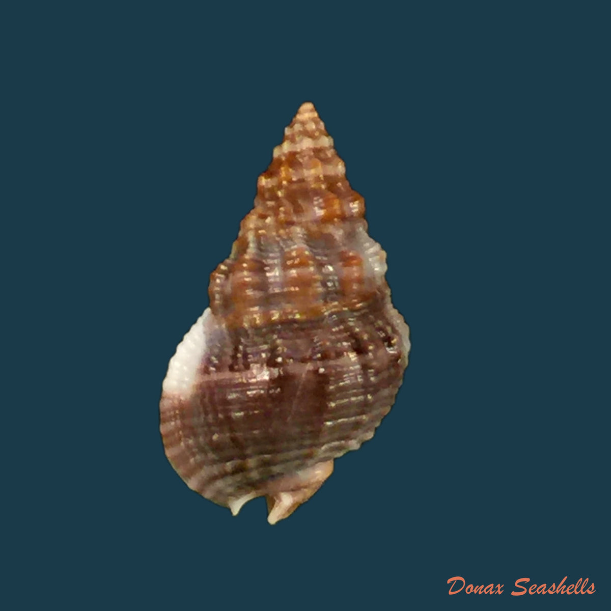 copia-de-nassarius-polygonatus-lamarck-1822-14-9mm