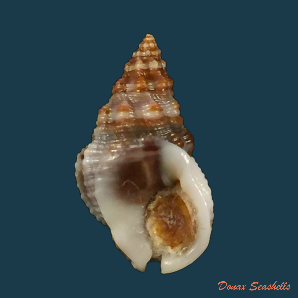 copia-de-nassarius-polygonatus-lamarck-1822-14-9mm