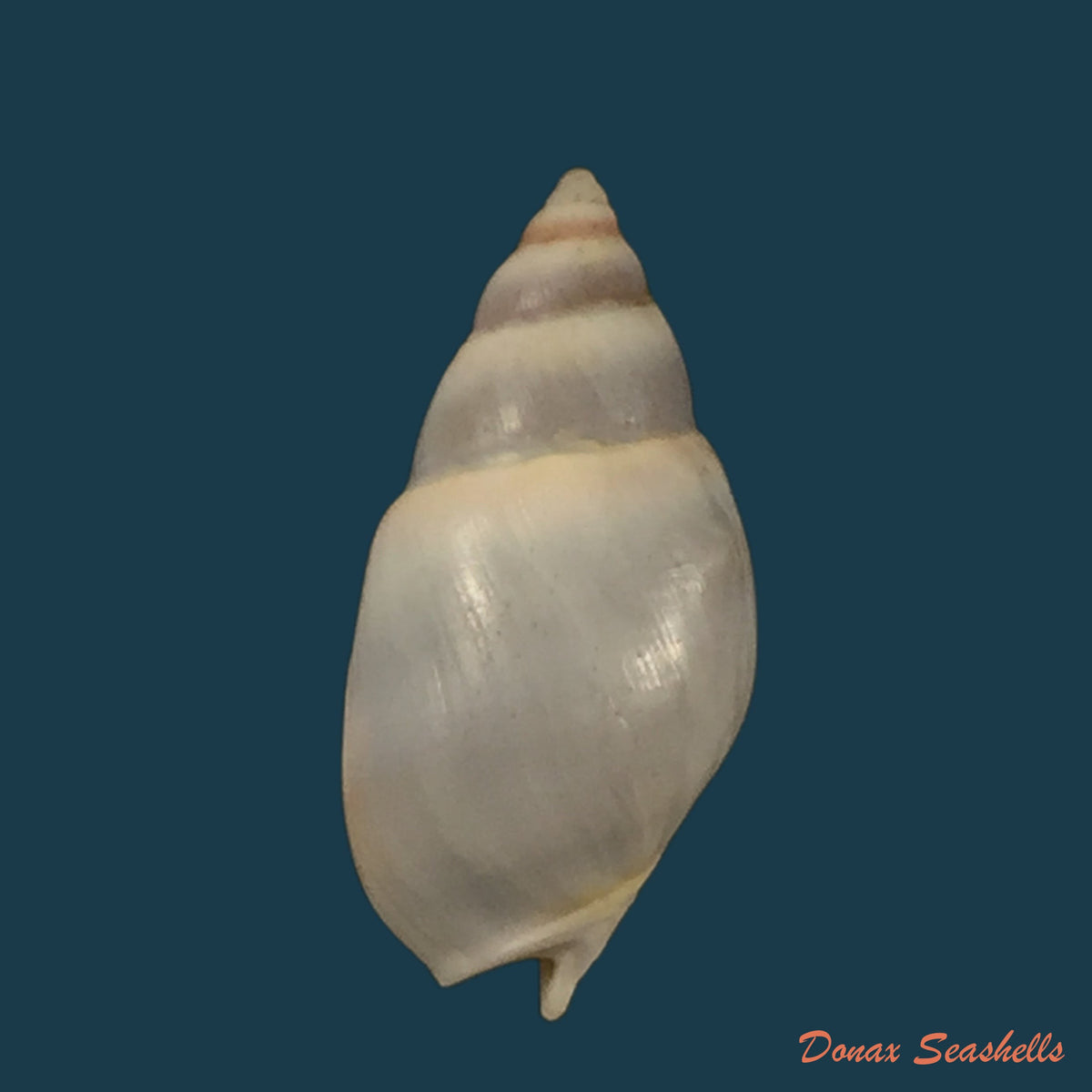 copia-de-nassarius-polygonatus-lamarck-1822-16-4mm