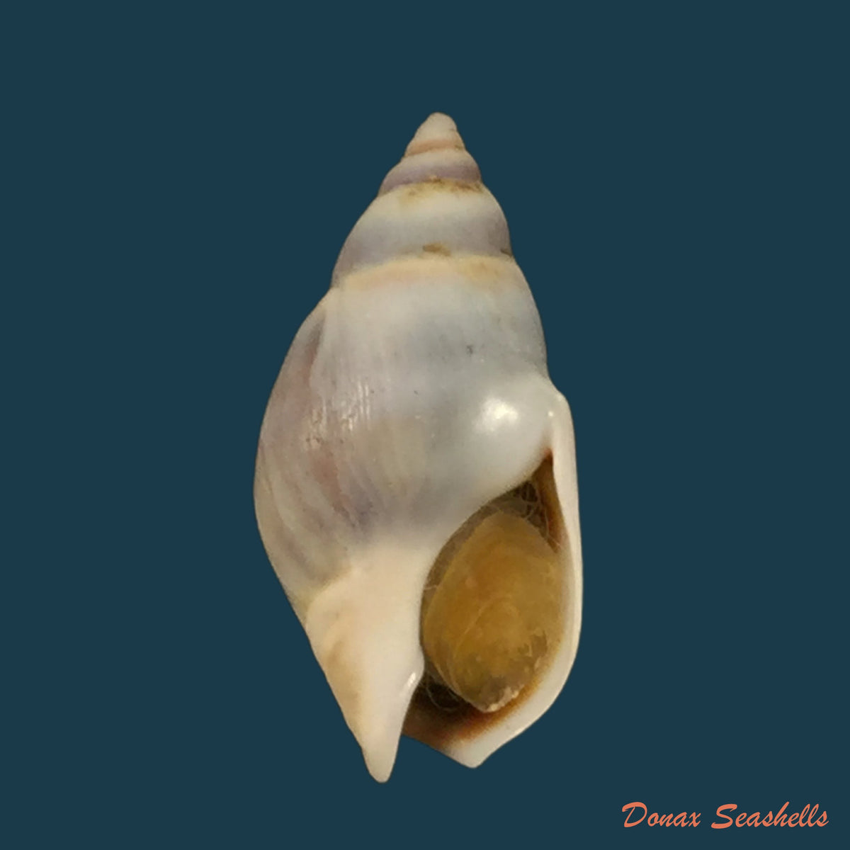 copia-de-nassarius-polygonatus-lamarck-1822-16-4mm