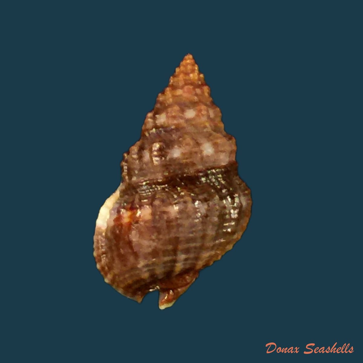 copia-de-nassarius-polygonatus-lamarck-1822-16-5mm