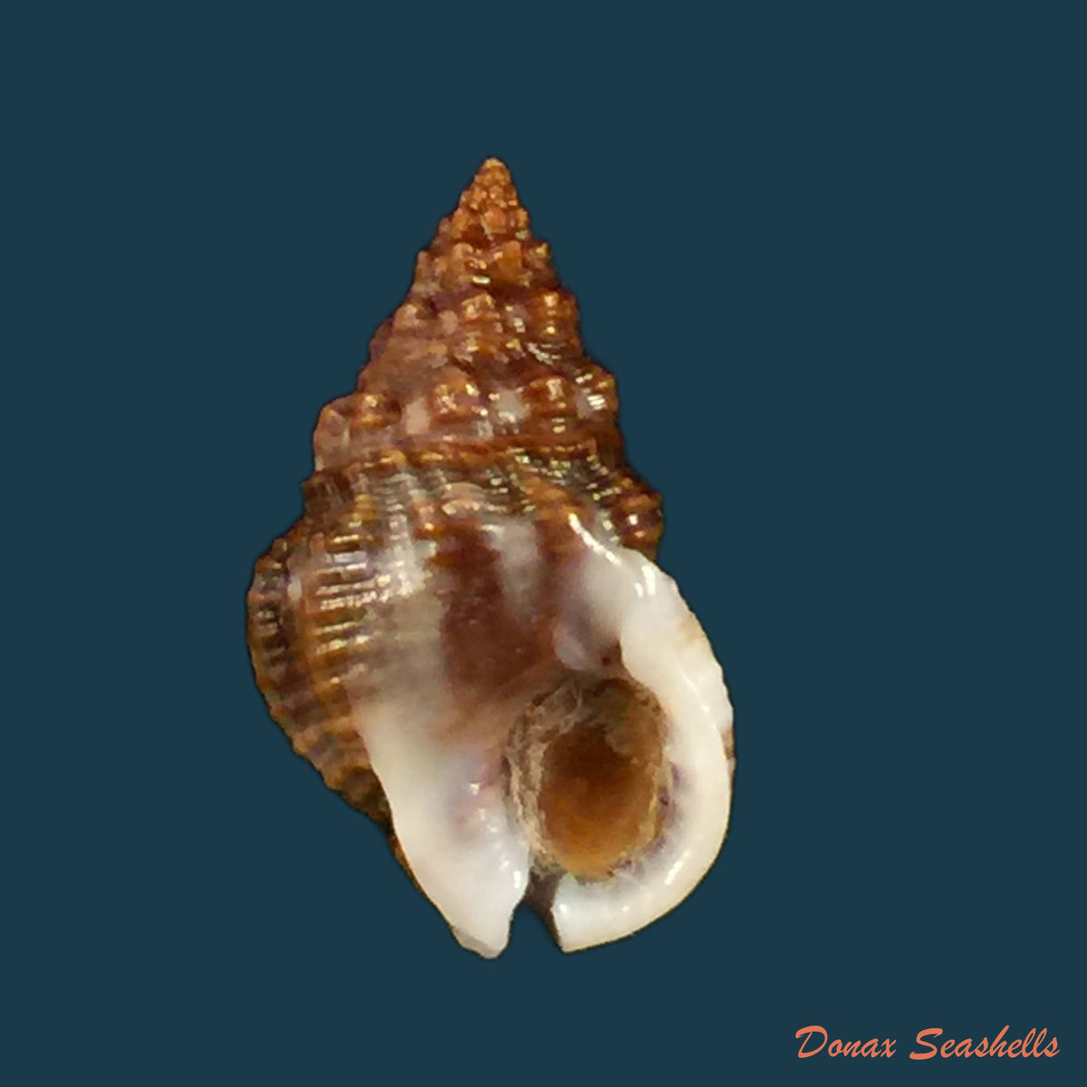 copia-de-nassarius-polygonatus-lamarck-1822-16-5mm