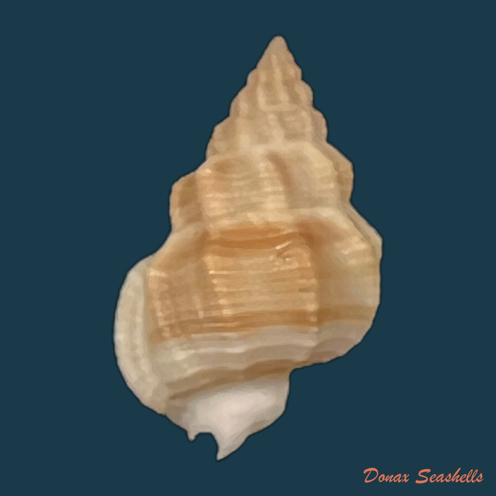 copia-de-nassarius-shaskyi-j-h-mclean-1970-19-6mm