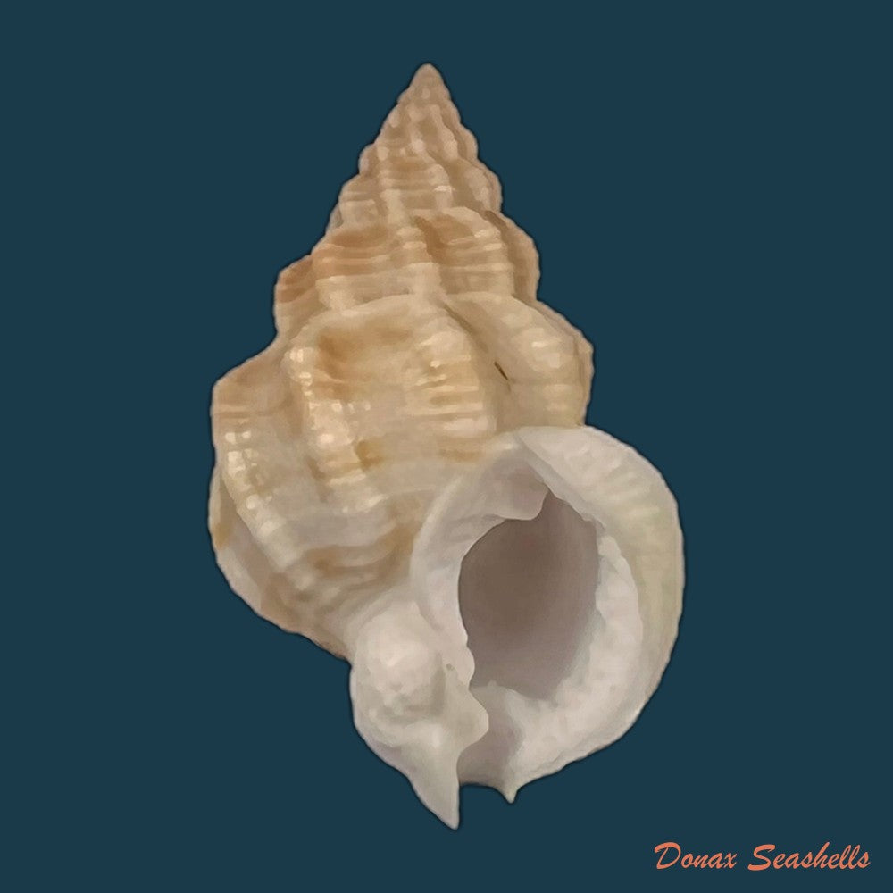 copia-de-nassarius-shaskyi-j-h-mclean-1970-19-6mm