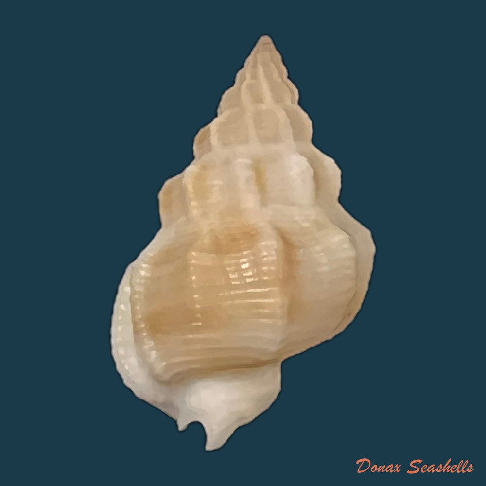 copia-de-nassarius-shaskyi-j-h-mclean-1970-20-2mm