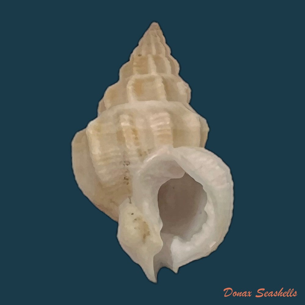 copia-de-nassarius-shaskyi-j-h-mclean-1970-20-2mm