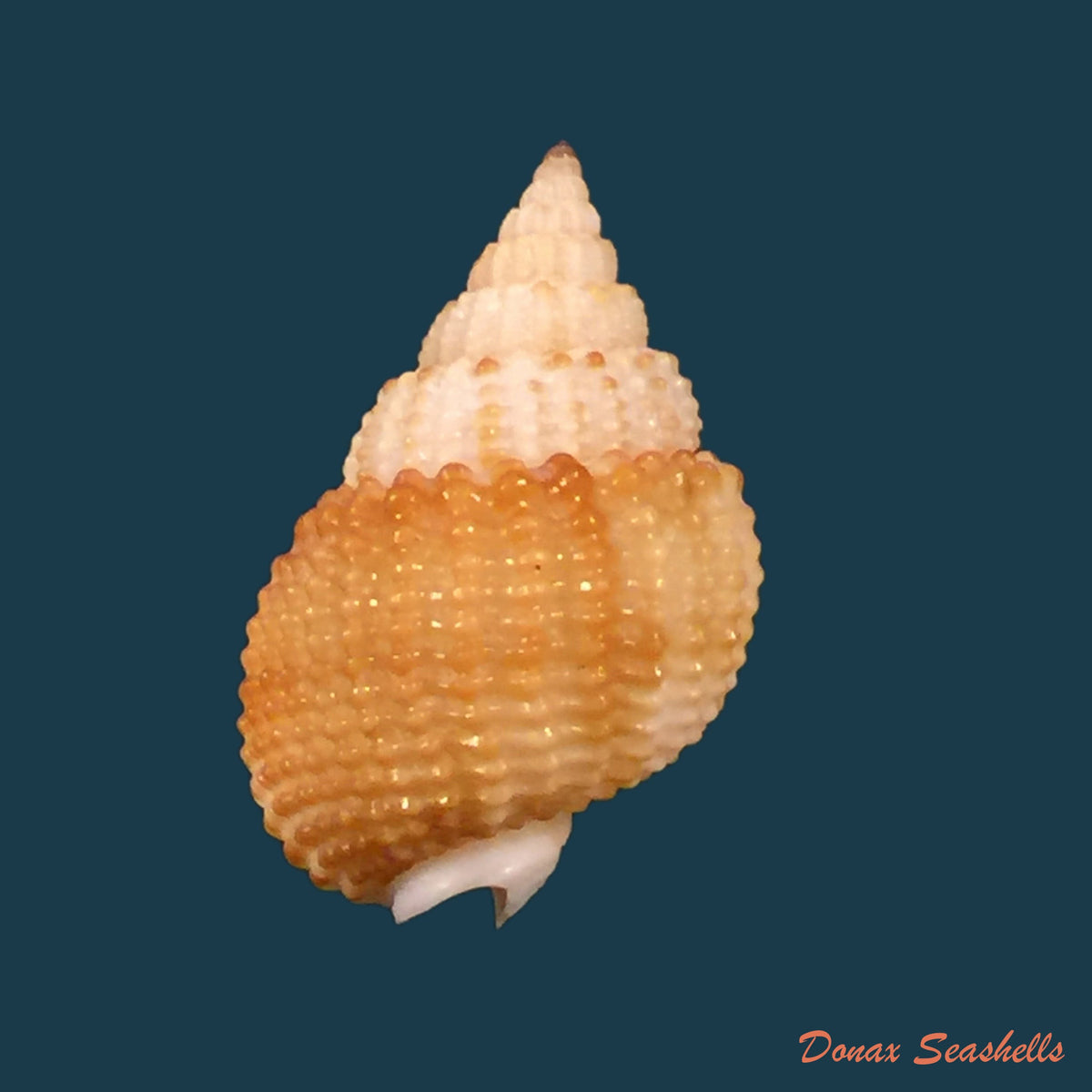 copia-de-nassarius-webbei-petit-de-la-saussage-1850-20-5mm