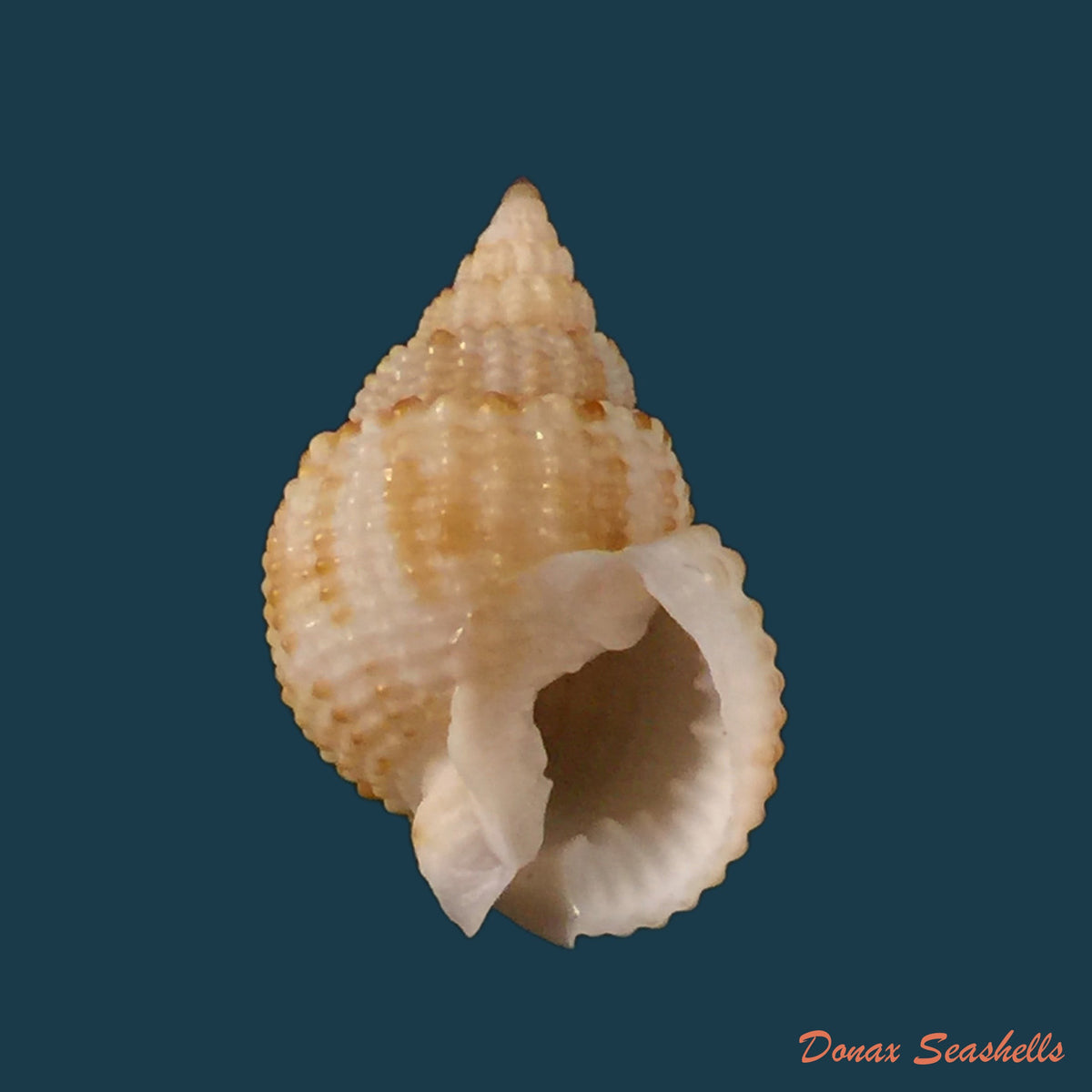 copia-de-nassarius-webbei-petit-de-la-saussage-1850-20-5mm