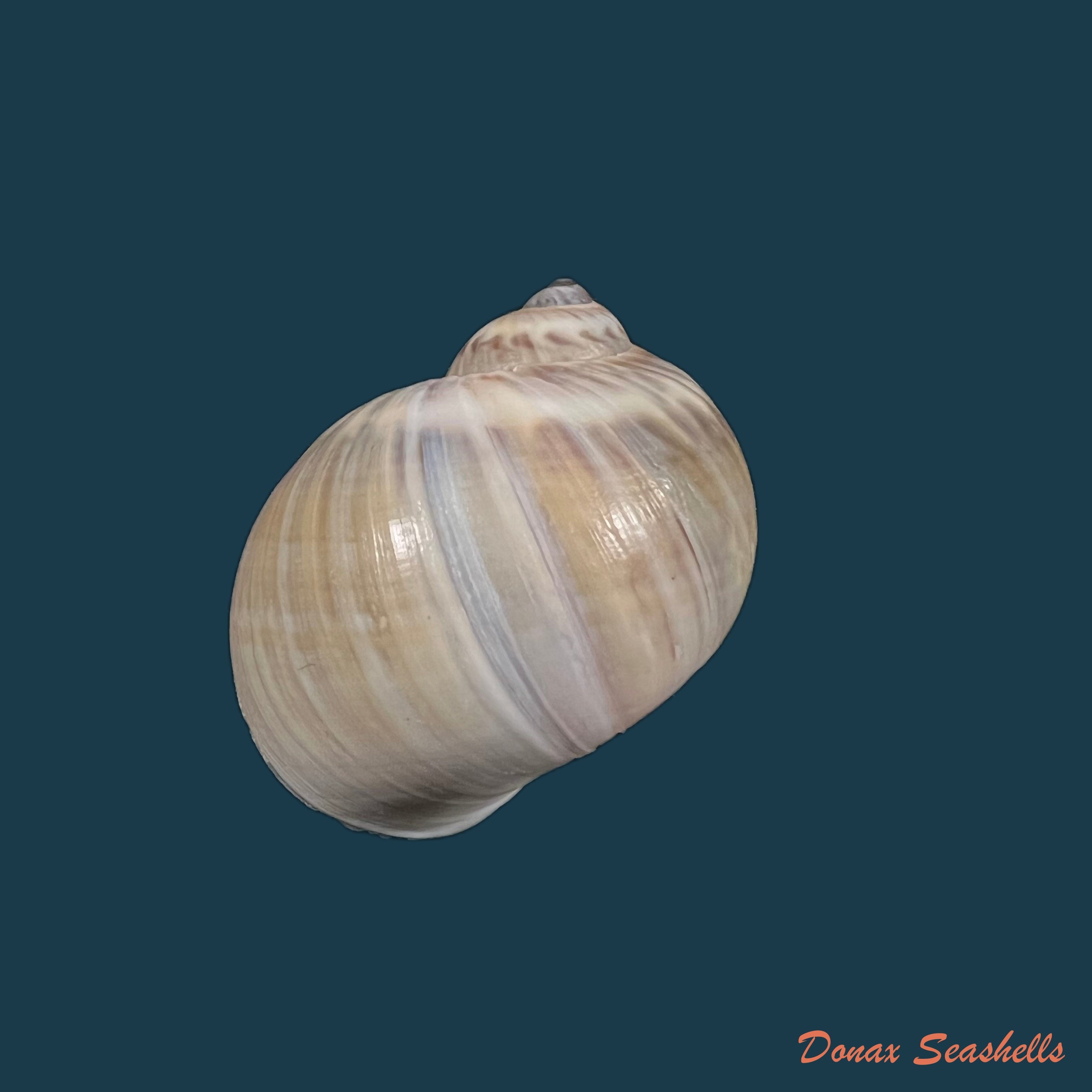 copia-de-natica-chemnitzii-pfeiffer-1840-22-1mm
