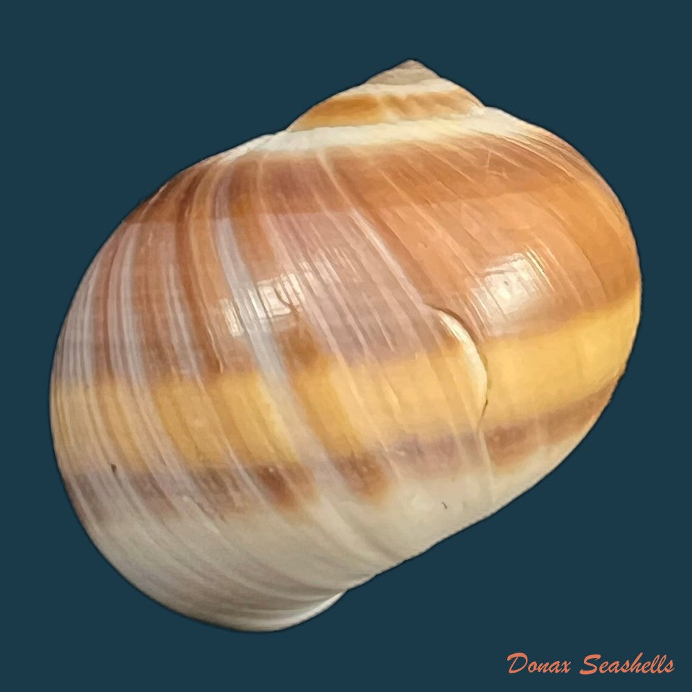 copia-de-natica-livida-pfeiffer-1840-14-9mm