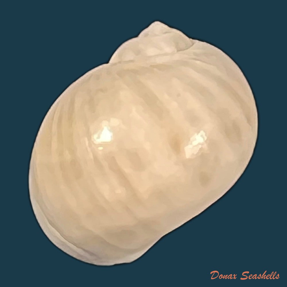copia-de-natica-livida-pfeiffer-1840-15-4mm