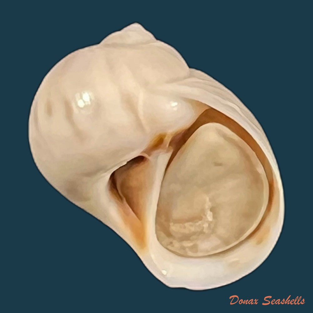copia-de-natica-livida-pfeiffer-1840-15-4mm