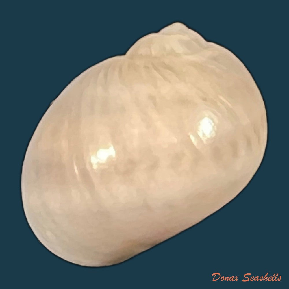 copia-de-natica-livida-pfeiffer-1840-16-1mm-1