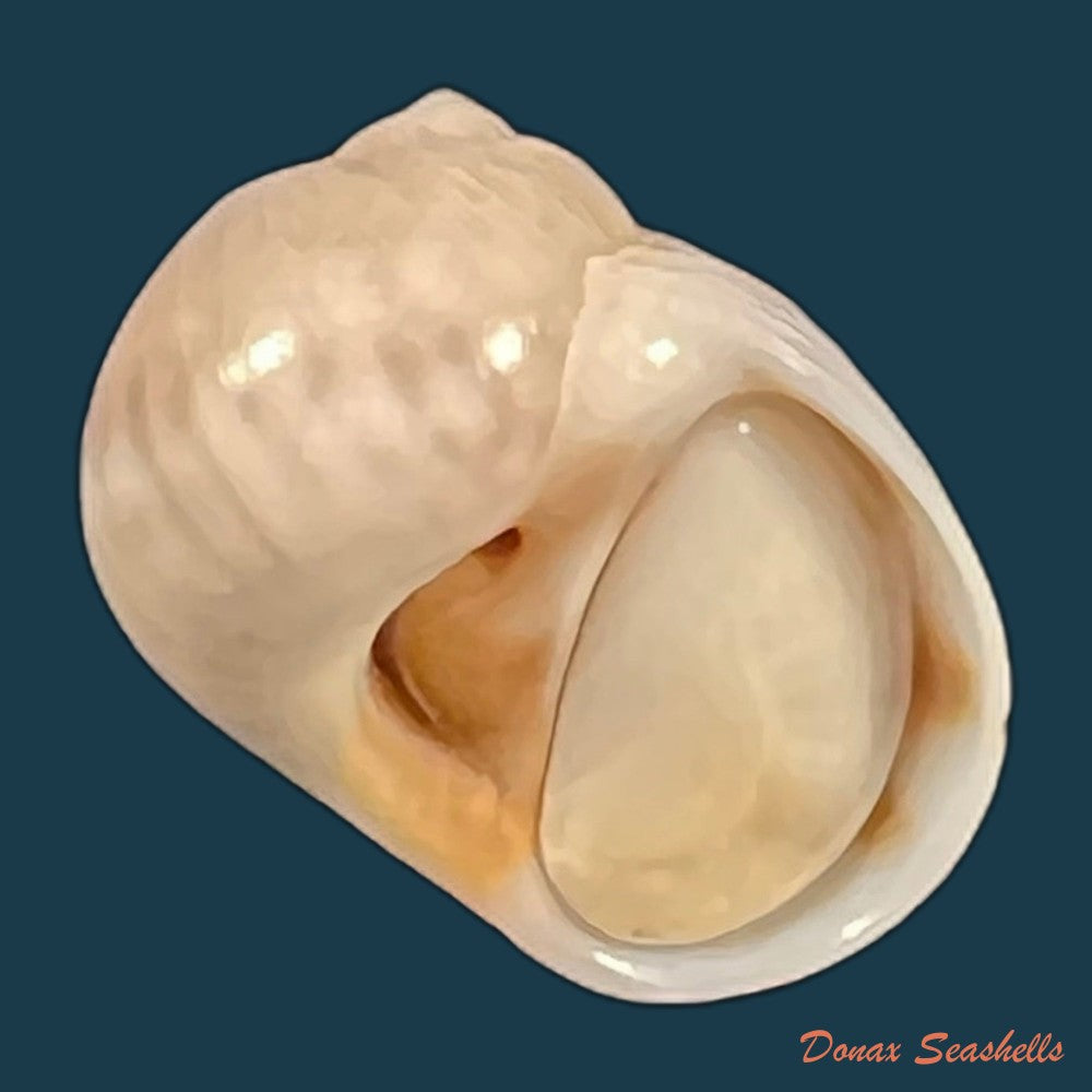 copia-de-natica-livida-pfeiffer-1840-16-1mm-1
