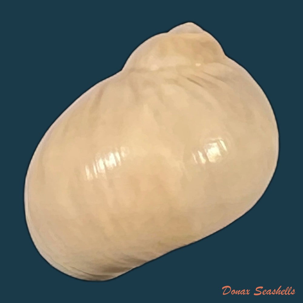 copia-de-natica-livida-pfeiffer-1840-16-5mm-1