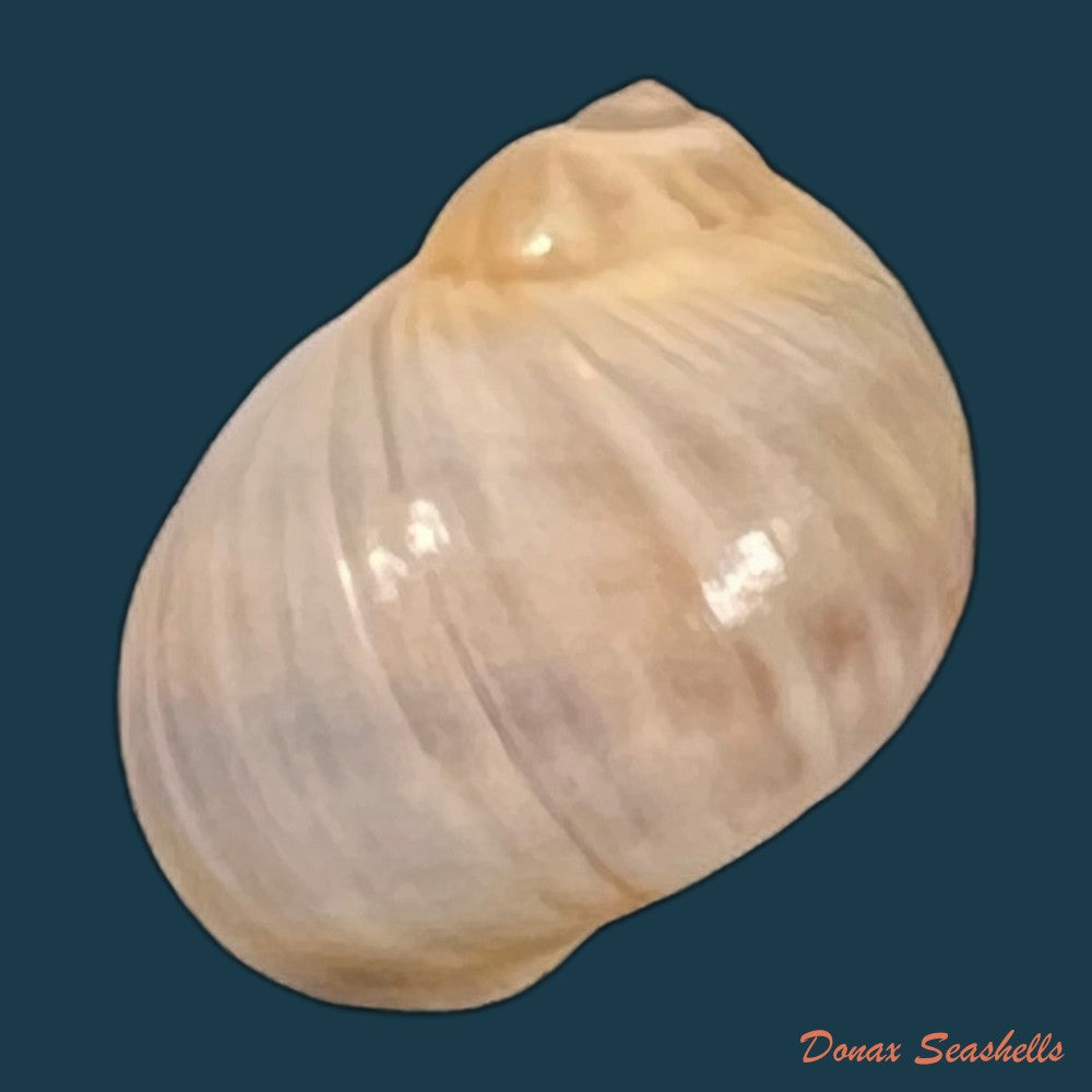 copia-de-natica-livida-pfeiffer-1840-17-7mm