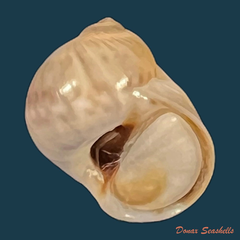 copia-de-natica-livida-pfeiffer-1840-17-7mm