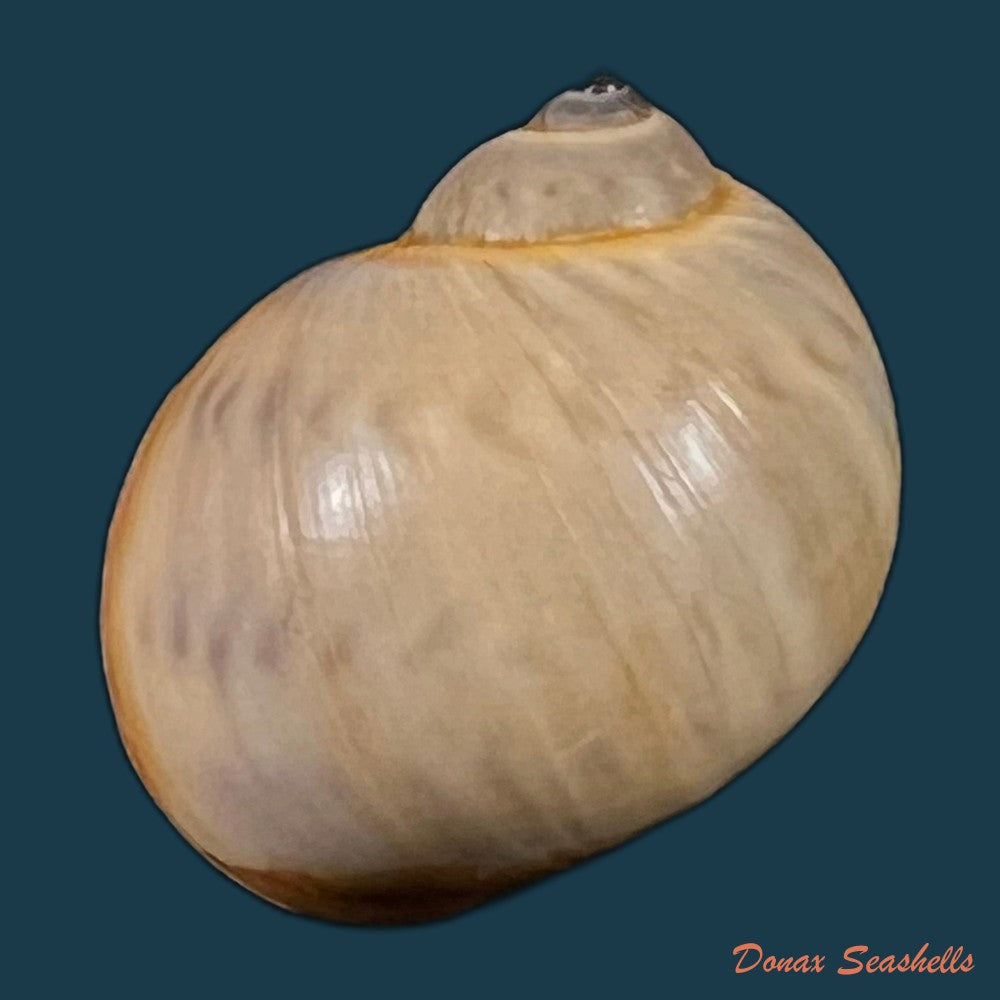 copia-de-natica-marochiensis-gmelin-1791-17-3mm-2