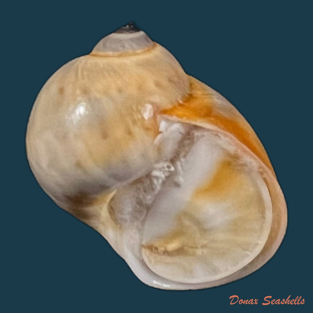 copia-de-natica-marochiensis-gmelin-1791-17-3mm-2