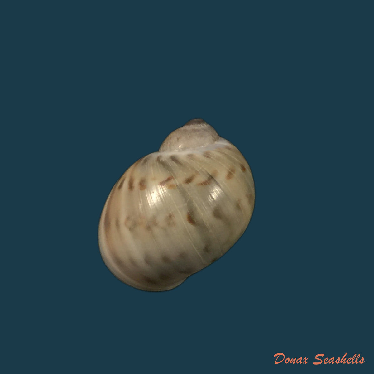 copia-de-natica-marochiensis-gmelin-1791-18-1mm