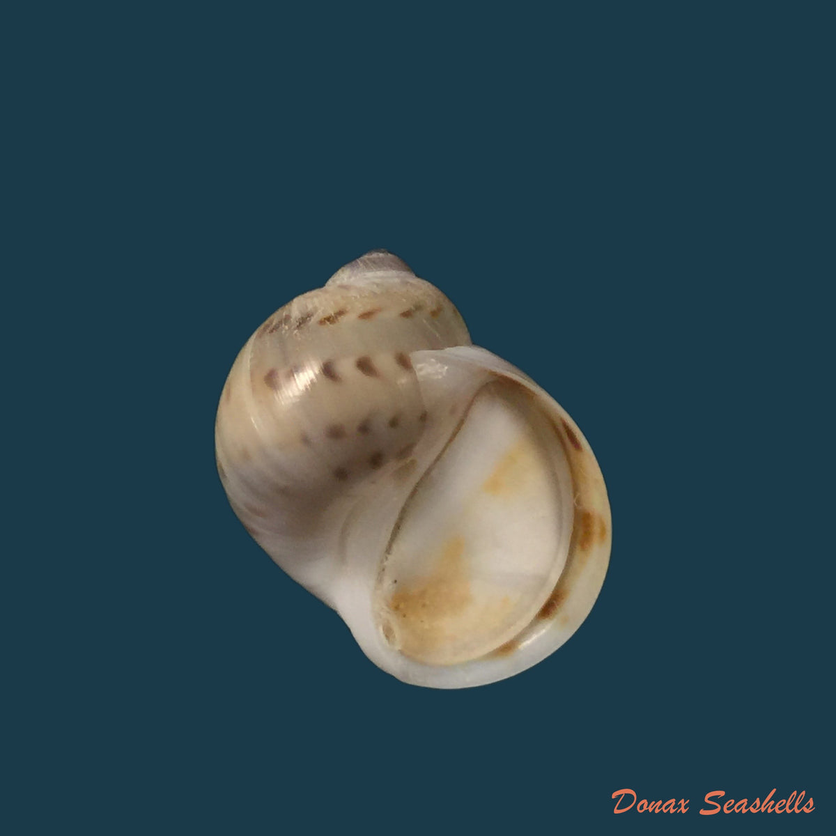copia-de-natica-marochiensis-gmelin-1791-18-1mm