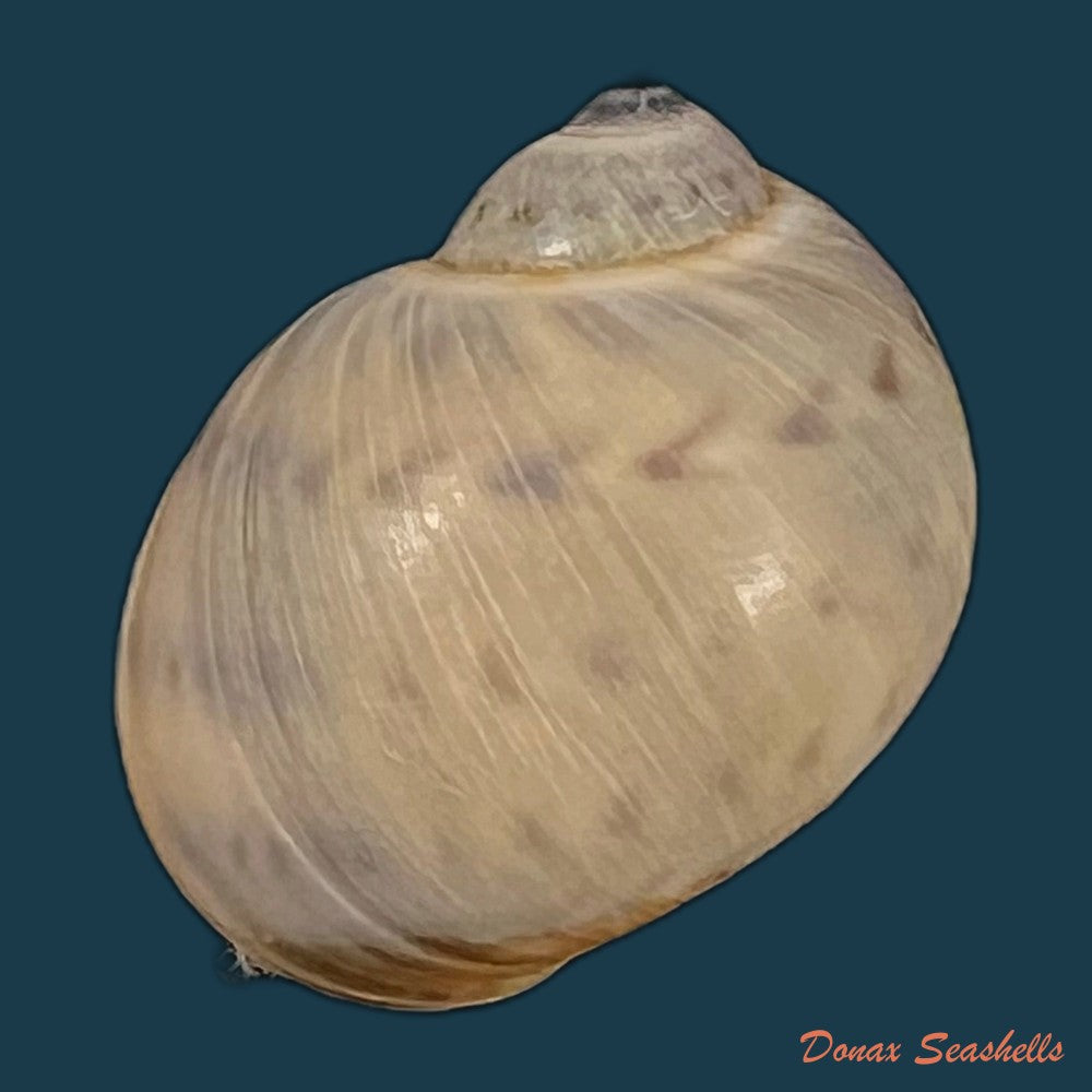 copia-de-natica-marochiensis-gmelin-1791-18mm