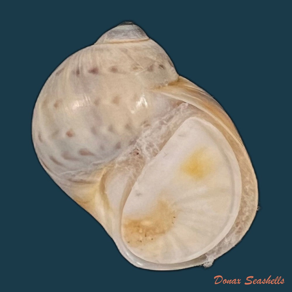 copia-de-natica-marochiensis-gmelin-1791-18mm