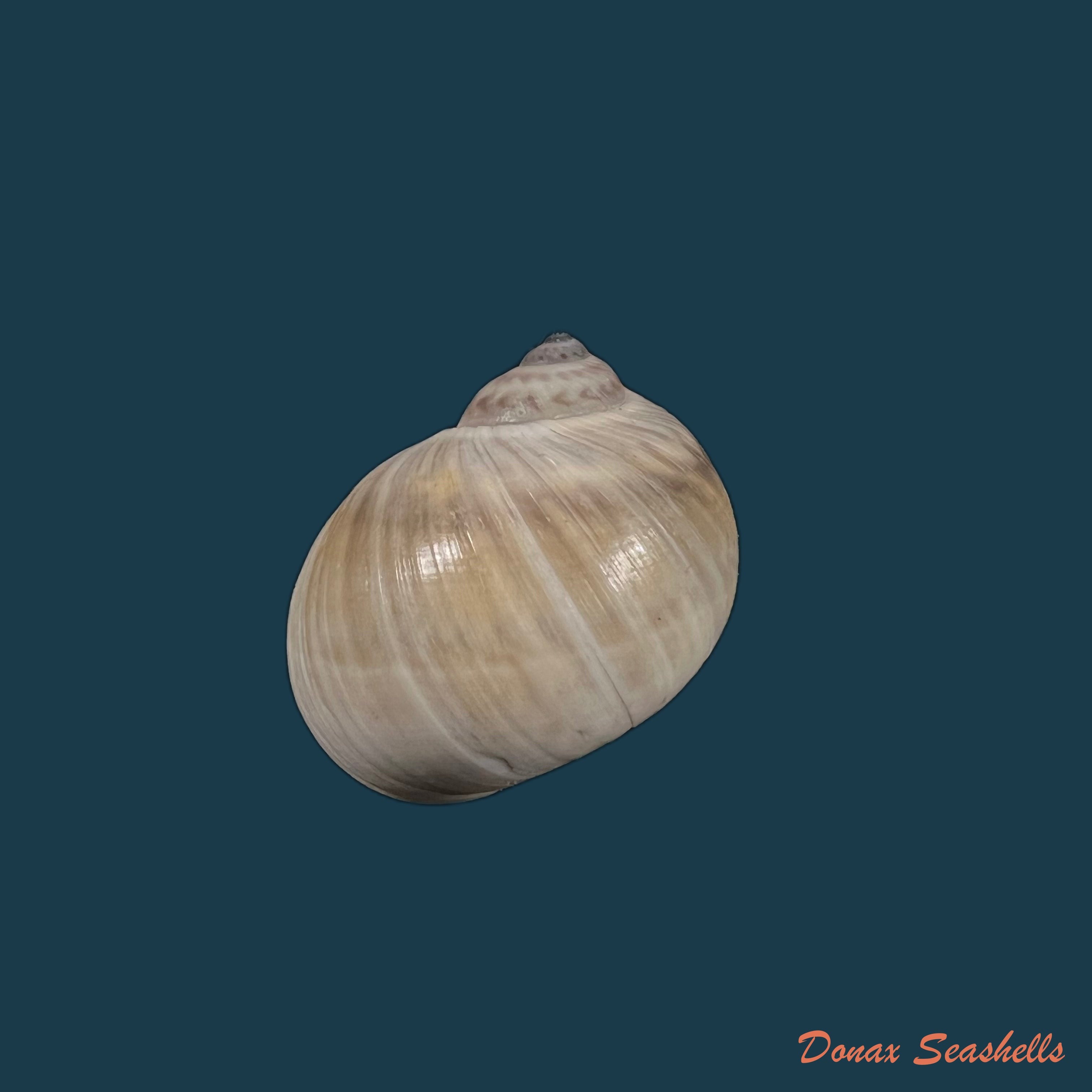 copia-de-natica-unifasciata-lamarck-1822-21-9mm