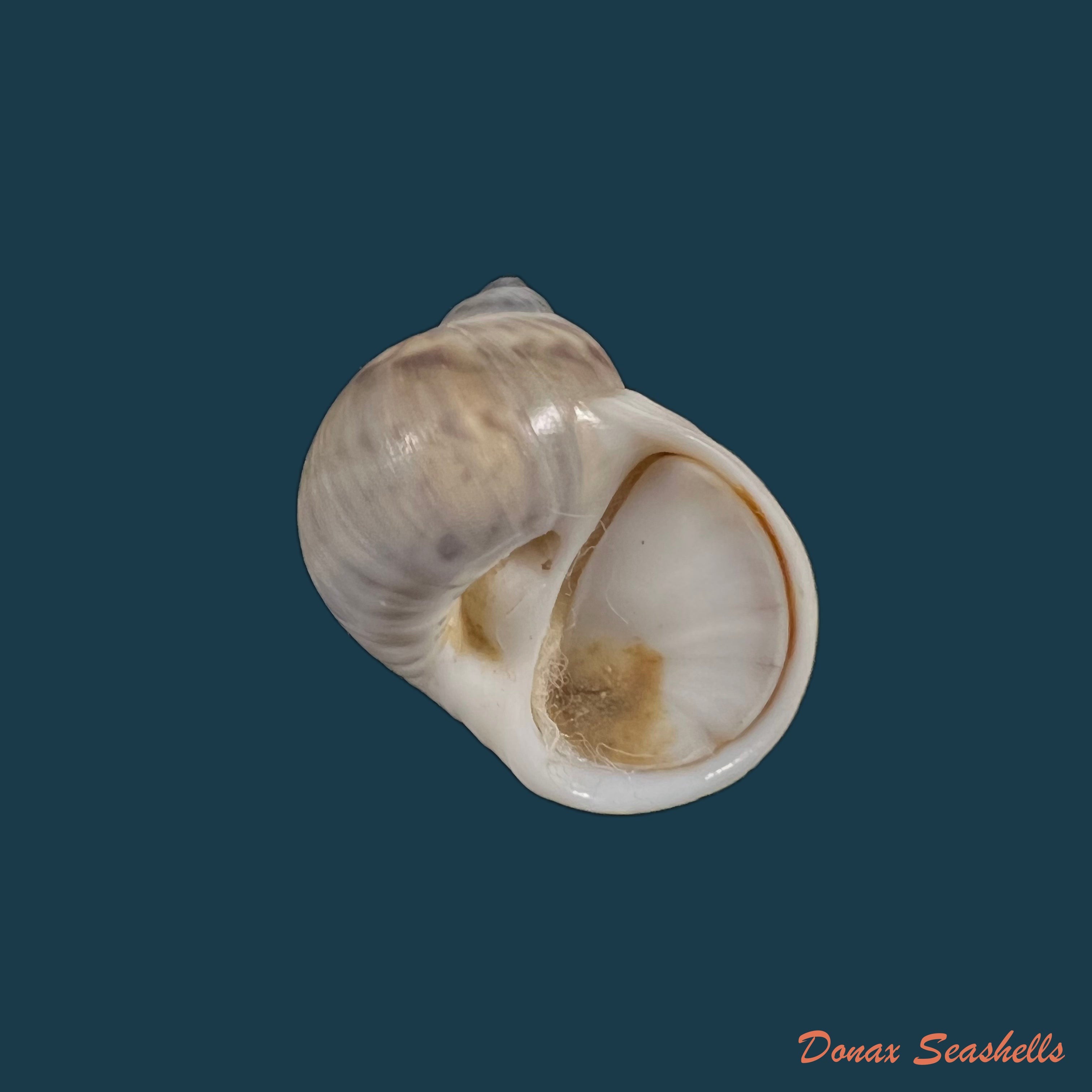 copia-de-natica-unifasciata-lamarck-1822-21-9mm