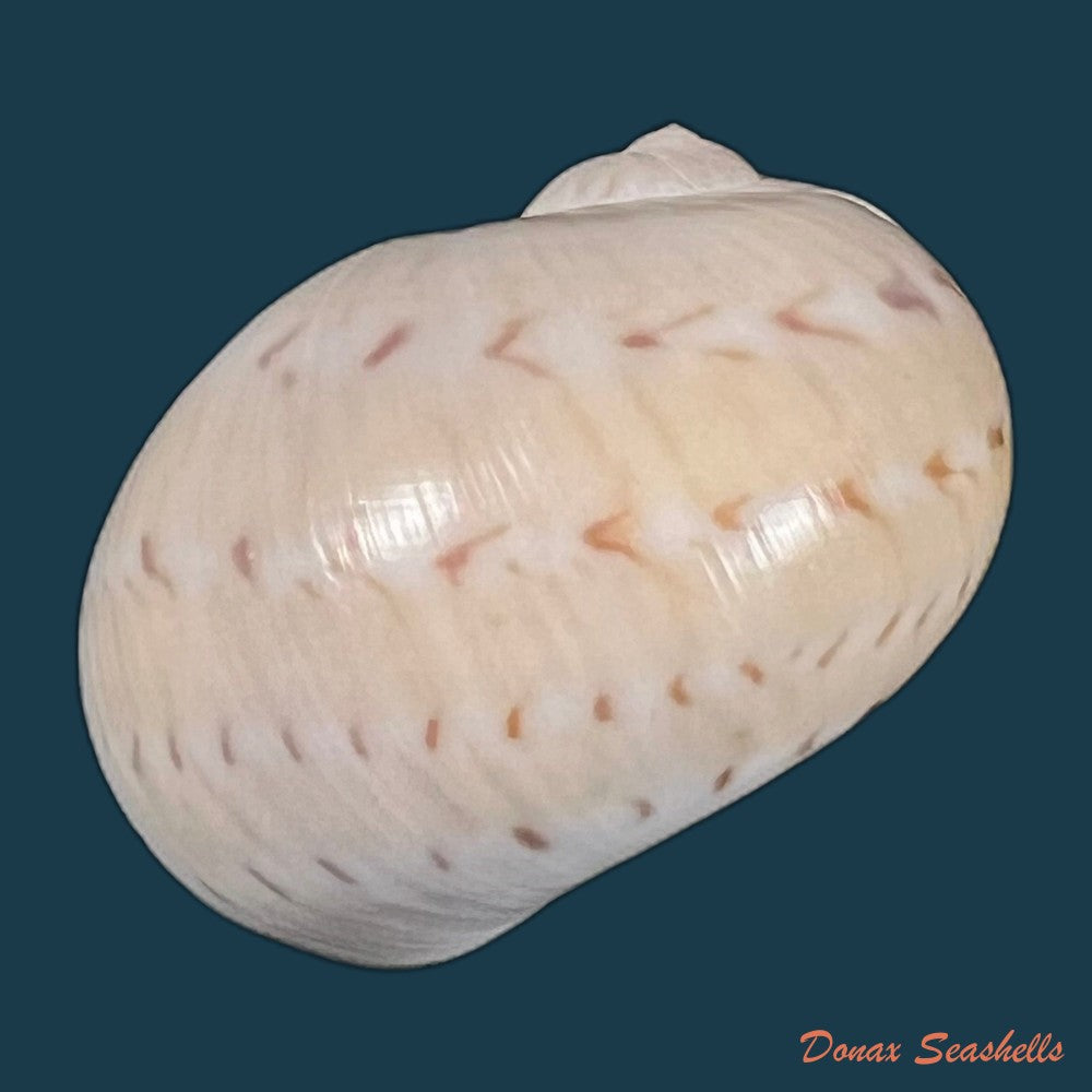 copia-de-naticarius-canrena-linnaeus-1758-33-9mm